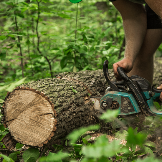 Tree Workers of Phoenix: Phoenix’s Tree Removal Experts