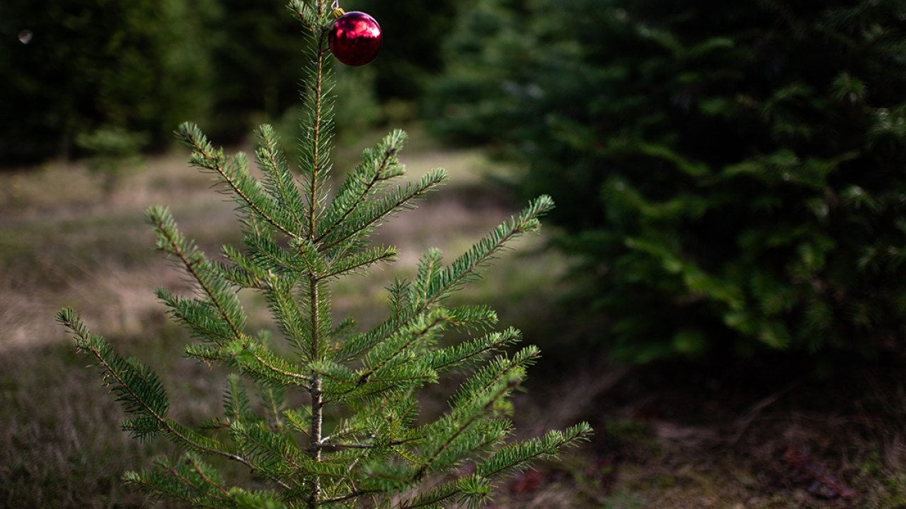 Financial anxiety spikes during the holidays: 6 expert coping strategies
