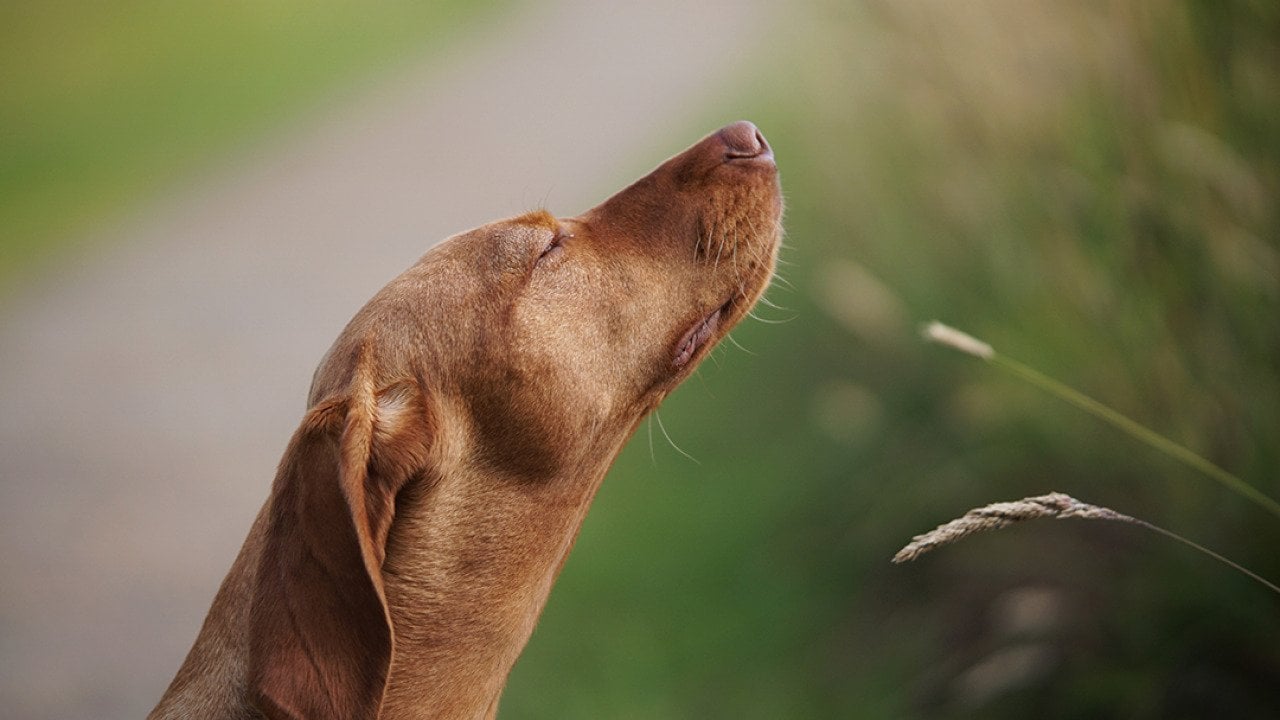 One solution for invasive spotted lanternflies? Your dog, study finds