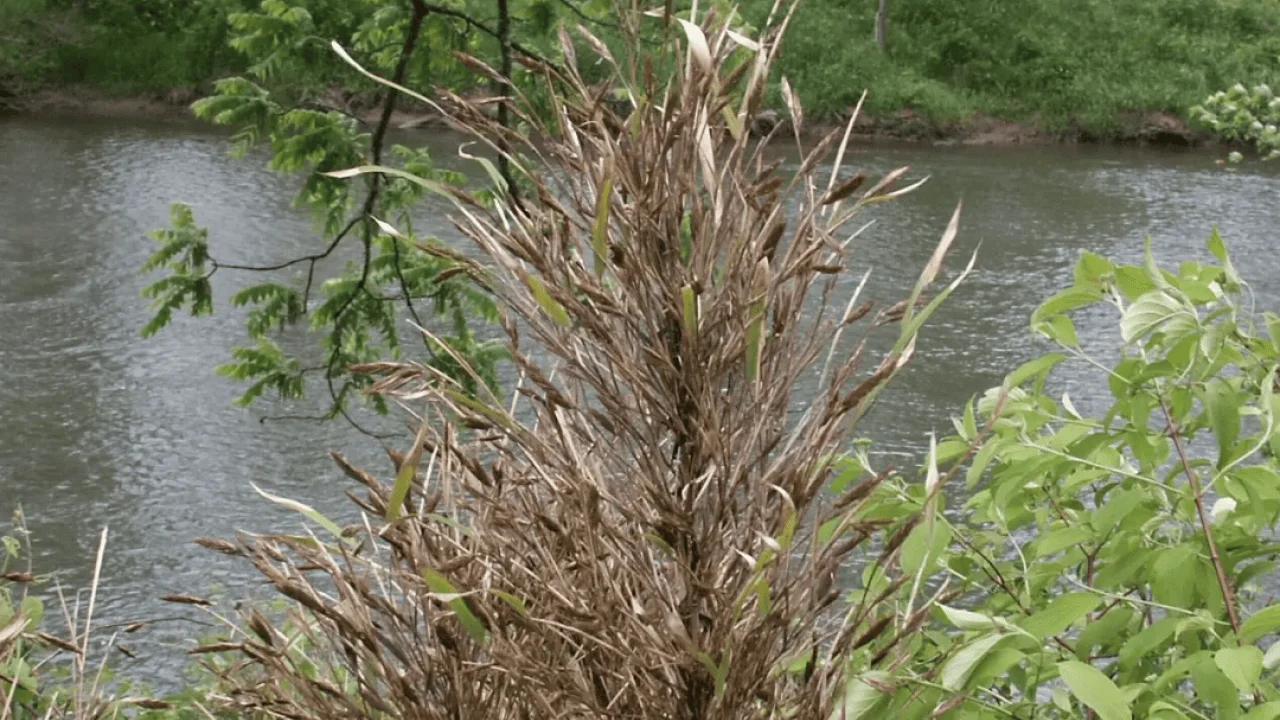How a species of bamboo could help protect the South from future floods